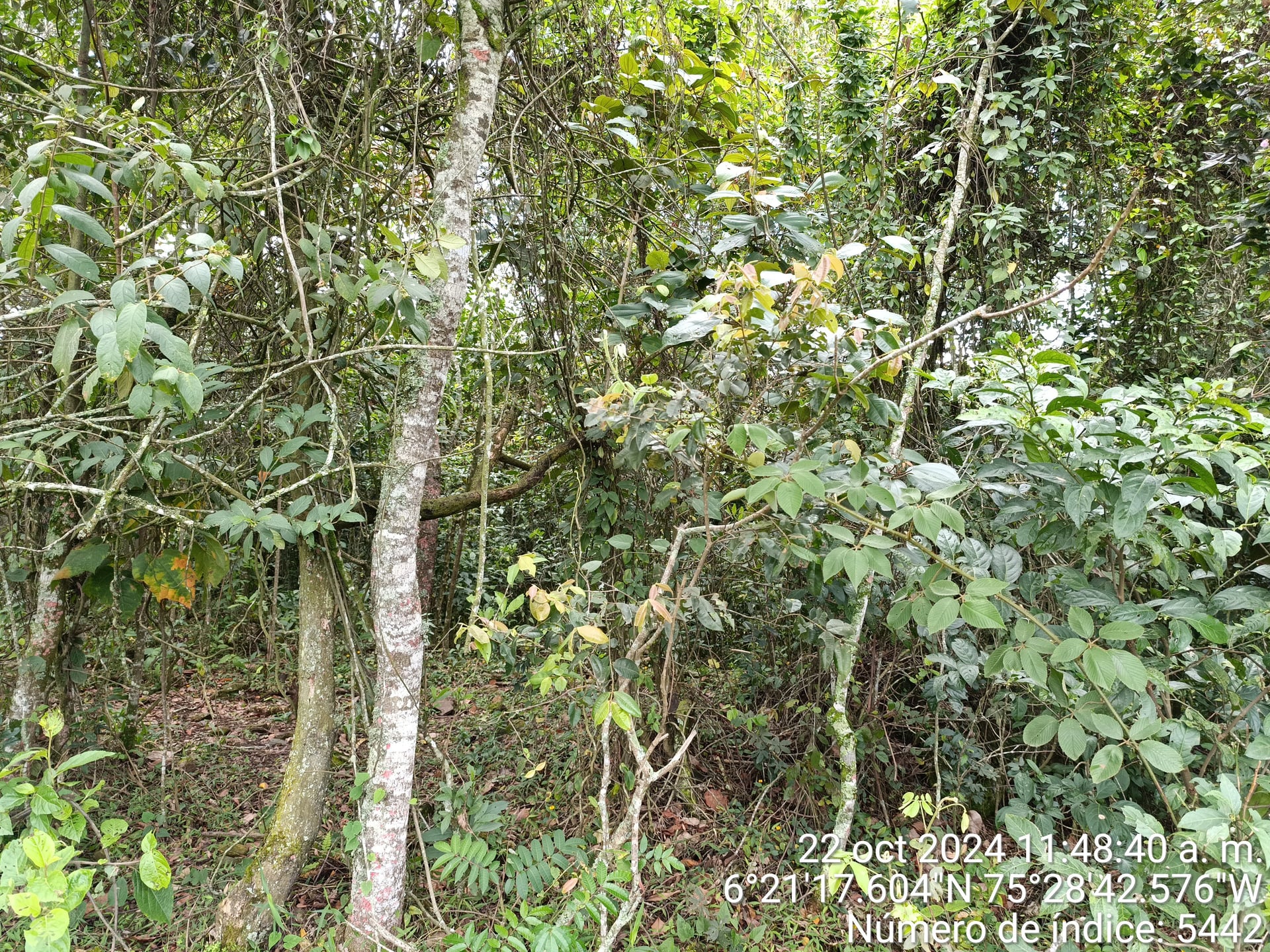 LOTE en Gestion - COPACABANA, ANTIOQUIA - 4